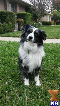 Miniature Australian Shepherd stud dog